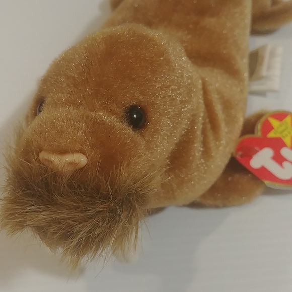 1999 Ty Walrus Paul - Picture 3 of 4